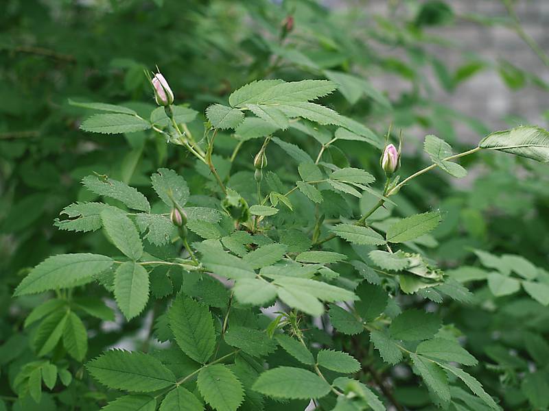 Image of Rosa acicularis specimen.