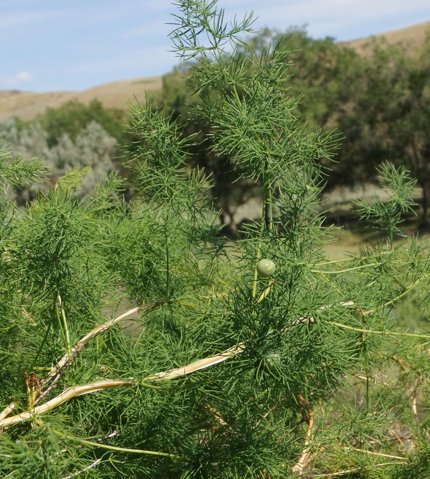 Image of Asparagus neglectus specimen.