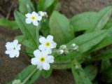 Myosotis imitata