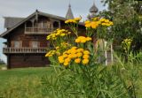 Tanacetum vulgare. Верхушка цветущего растения. Карелия, Онежское озеро, о. Кижи, поляна. 27.09.2015.