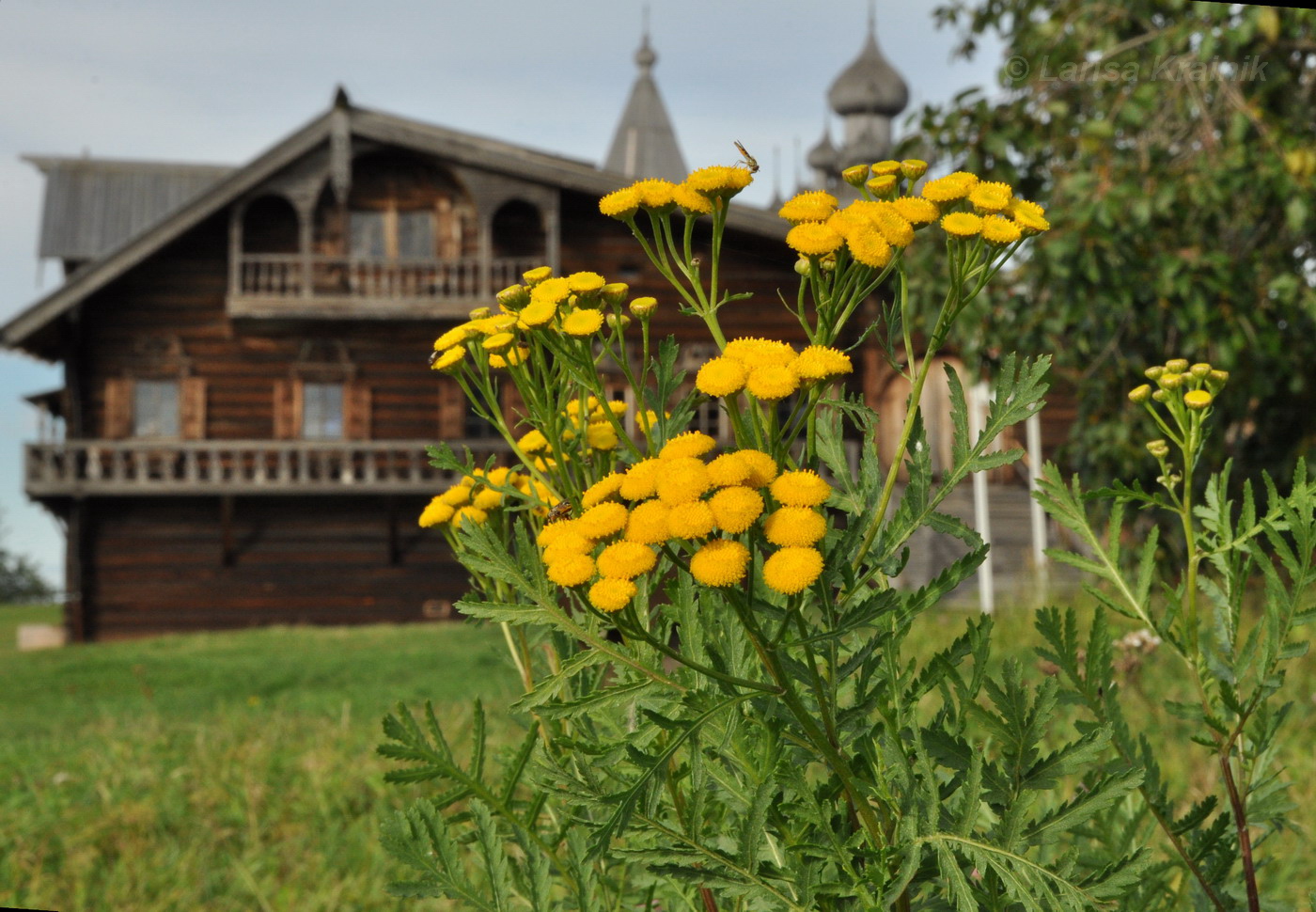 Изображение особи Tanacetum vulgare.