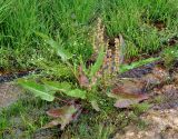 Rumex aquaticus