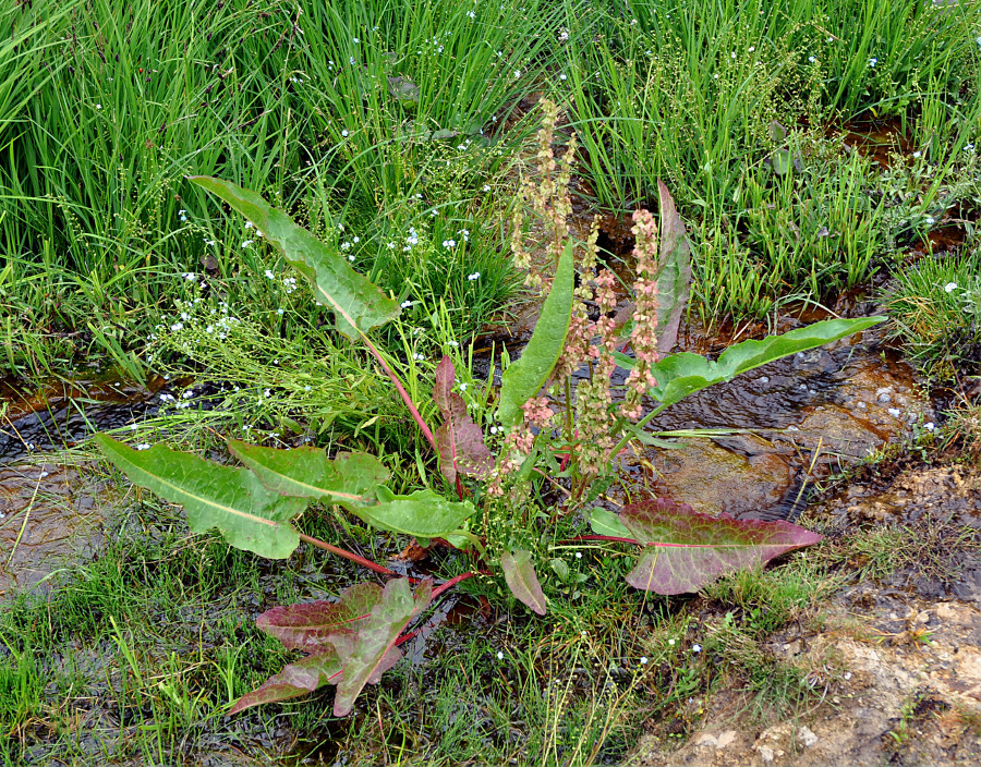 Изображение особи Rumex aquaticus.