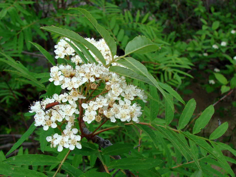 Image of Sorbus sibirica specimen.