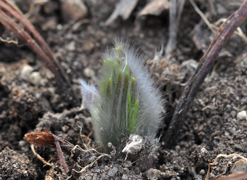 Image of Pulsatilla vulgaris specimen.