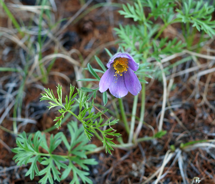 Image of Pulsatilla turczaninovii specimen.