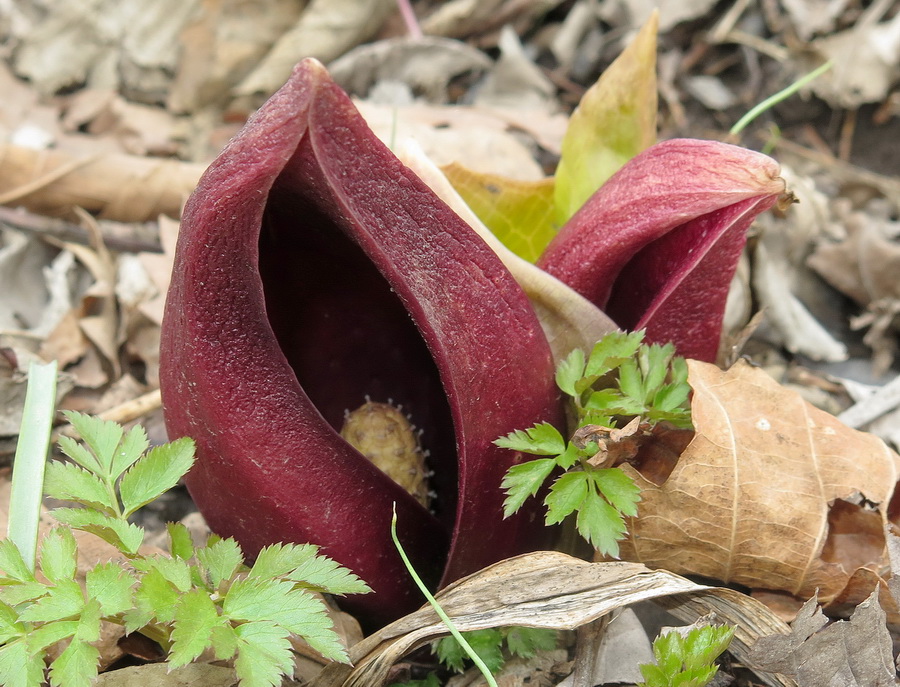 Image of Symplocarpus renifolius specimen.