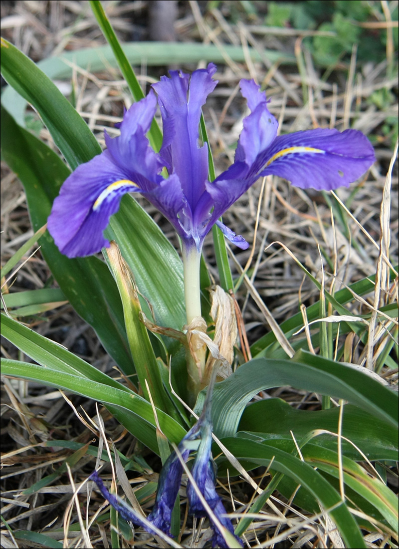 Image of Juno planifolia specimen.