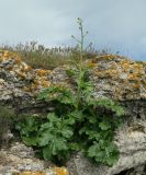 Crambe koktebelica. Расцветающее растение. Крым, Керченский п-ов, Опукский заповедник. 17.04.2016.