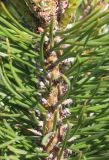 Pinus contorta