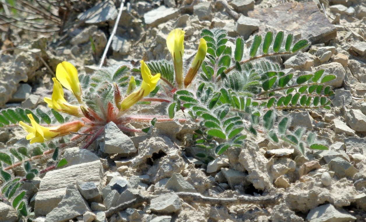 Изображение особи Astragalus utriger.