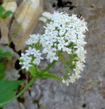 Valeriana alliariifolia. Соцветие. Краснодарский край, м.о.г. Геленджик, окр. села Михайловский перевал, Плесецкая щель. 21.05.2016.