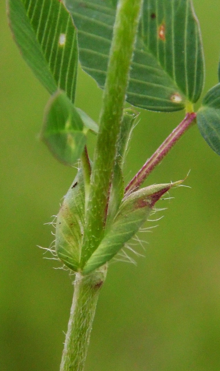 Image of Trifolium campestre specimen.