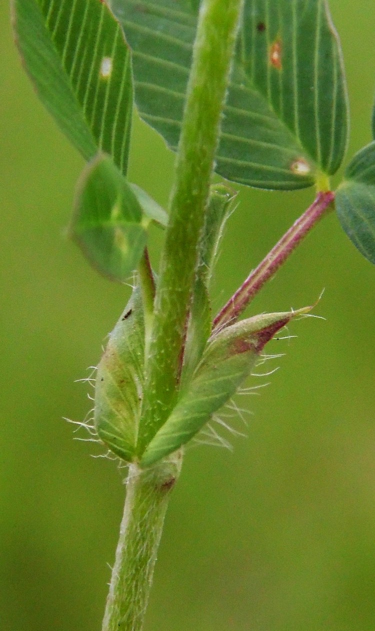 Изображение особи Trifolium campestre.