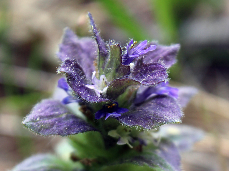 Image of Ajuga pyramidalis specimen.