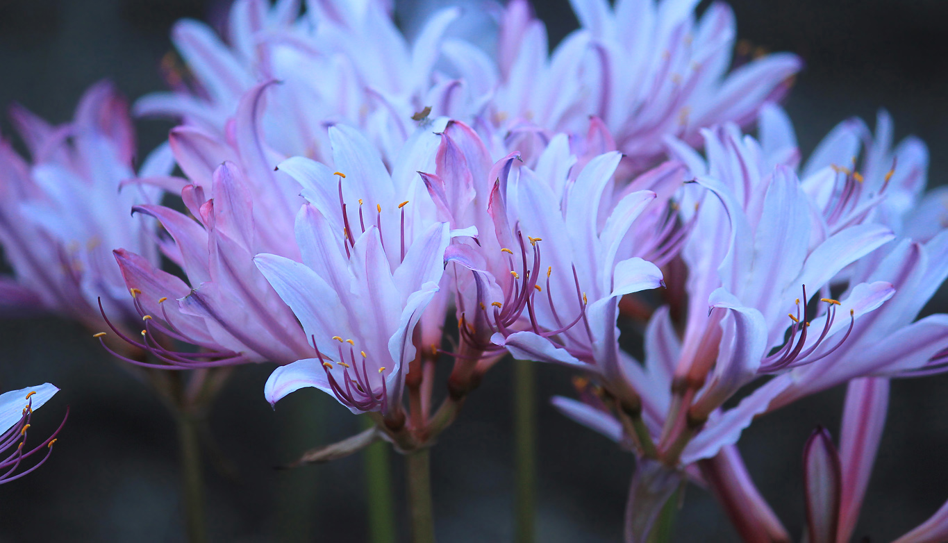 Изображение особи Lycoris squamigera.