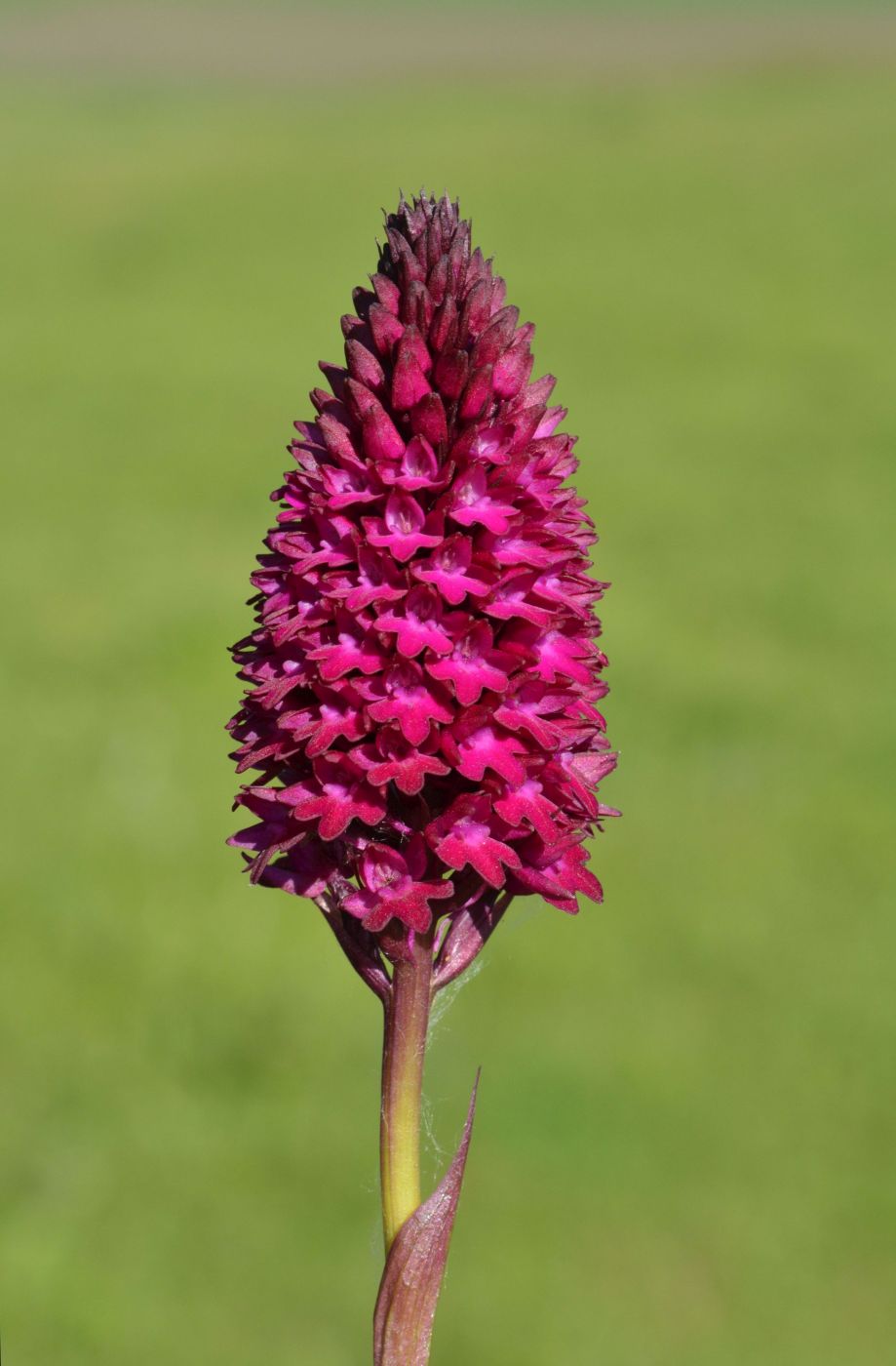 Изображение особи Anacamptis pyramidalis.