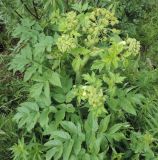 Archangelica decurrens