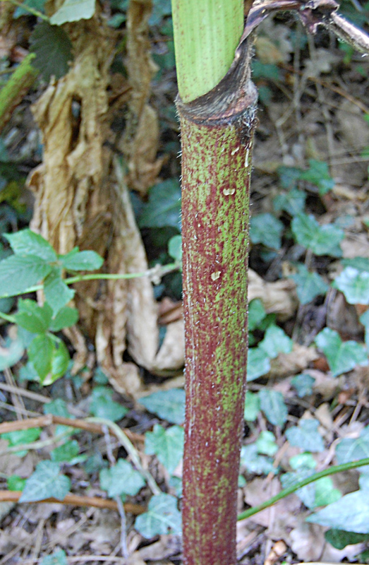 Image of Heracleum mantegazzianum specimen.