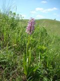 Orchis militaris