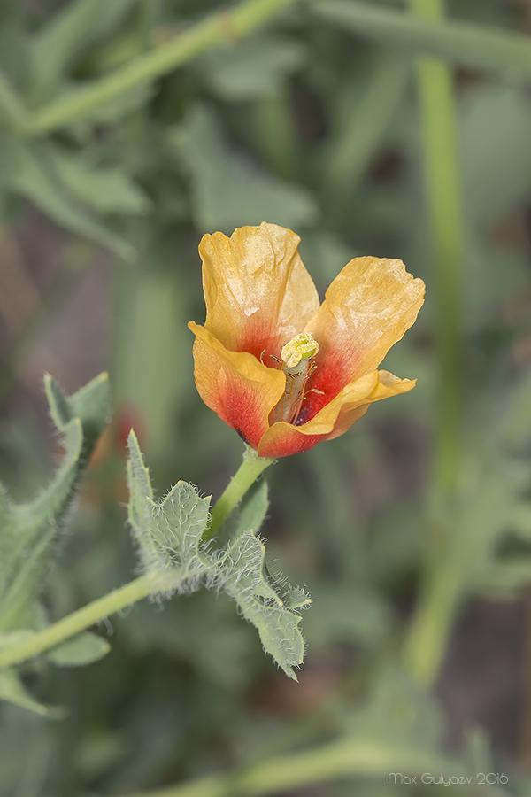 Image of Glaucium corniculatum specimen.