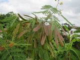 Leucaena leucocephala