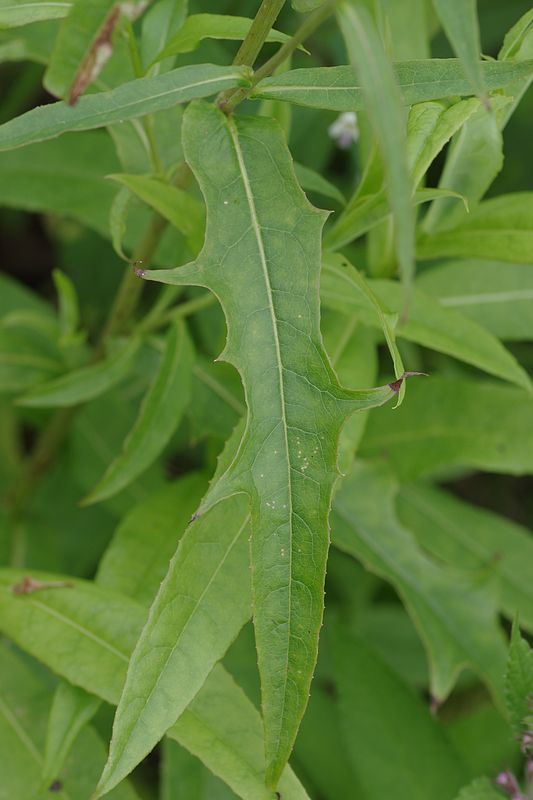 Image of Lactuca sibirica specimen.