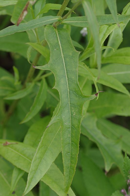 Изображение особи Lactuca sibirica.