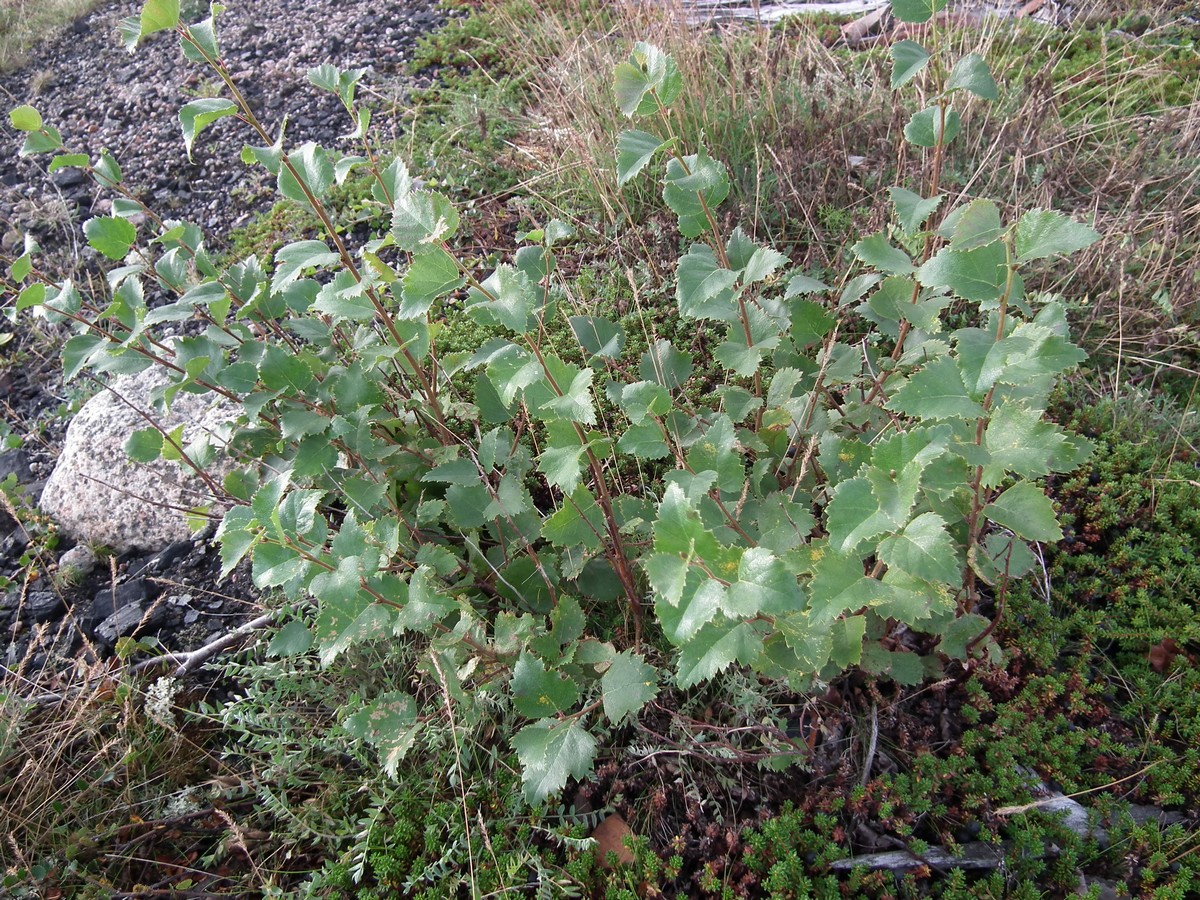 Image of genus Betula specimen.