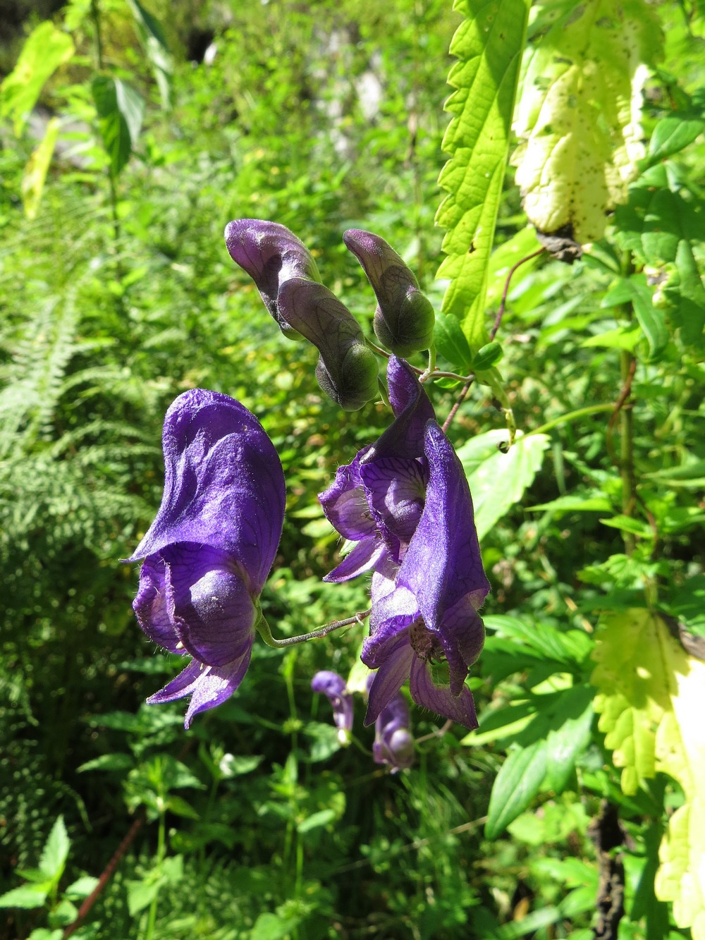 Изображение особи Aconitum volubile.