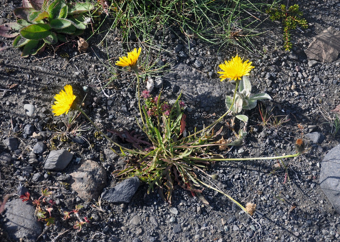 Image of Scorzoneroides autumnalis specimen.