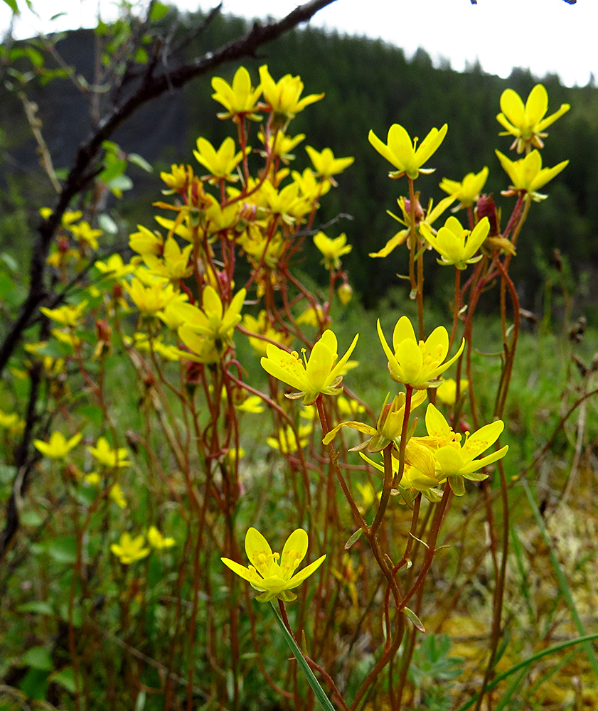 Image of Saxifraga hirculus specimen.