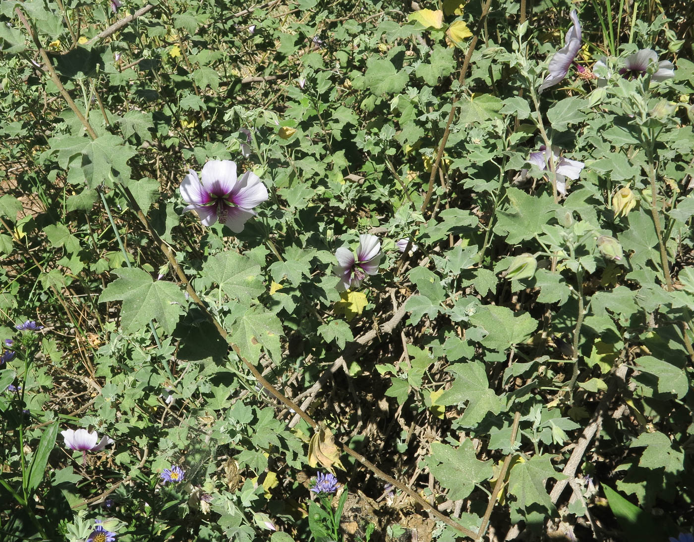Image of Malva subovata specimen.