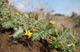 Tribulus terrestris