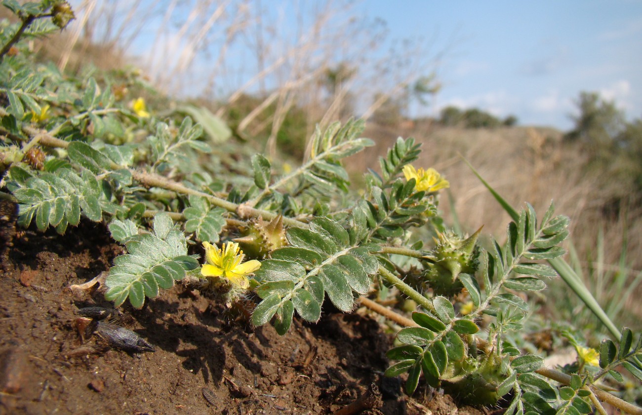 Изображение особи Tribulus terrestris.