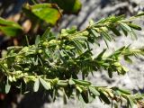 Lespedeza juncea. Часть ветви с плодами. Приморье, окр. г. Находка, гора Сестра, на каменистом отроге у тропы. 29.09.2016.