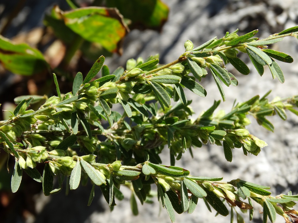 Изображение особи Lespedeza juncea.