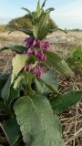 Phlomis taurica