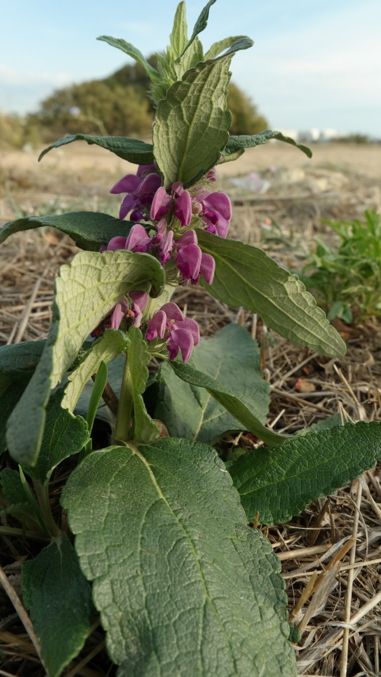 Image of Phlomis taurica specimen.