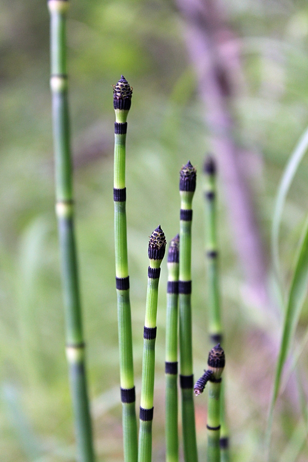 Изображение особи Equisetum hyemale.