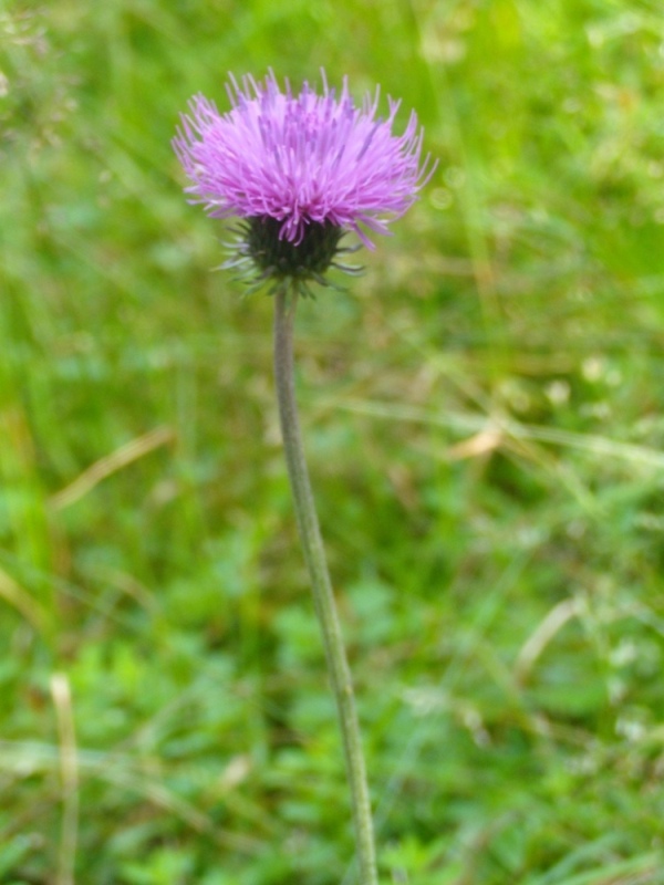 Image of Carduus kerneri specimen.