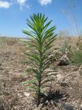 Conyza canadensis