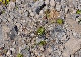 Draba supranivalis