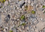 Draba supranivalis. Цветущие растения. Кабардино-Балкария, Эльбрусский р-н, пик Терскол, ≈ 3100 м н.у.м., каменистый склон. 14.07.2016.