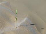 Phragmites australis