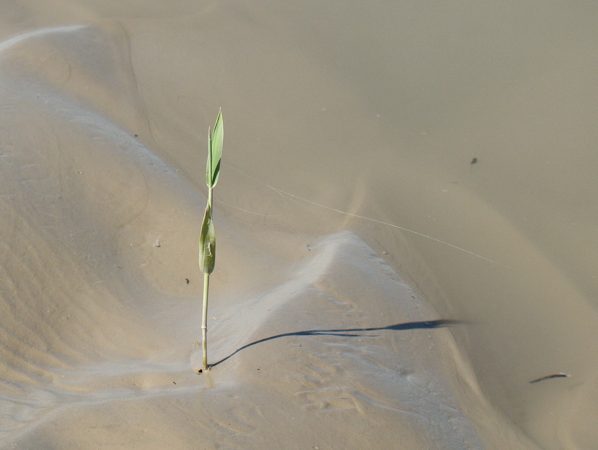 Image of Phragmites australis specimen.