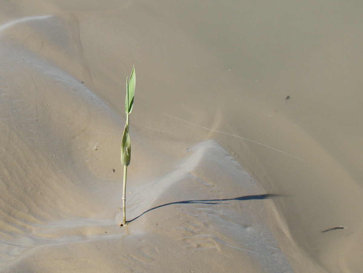 Изображение особи Phragmites australis.