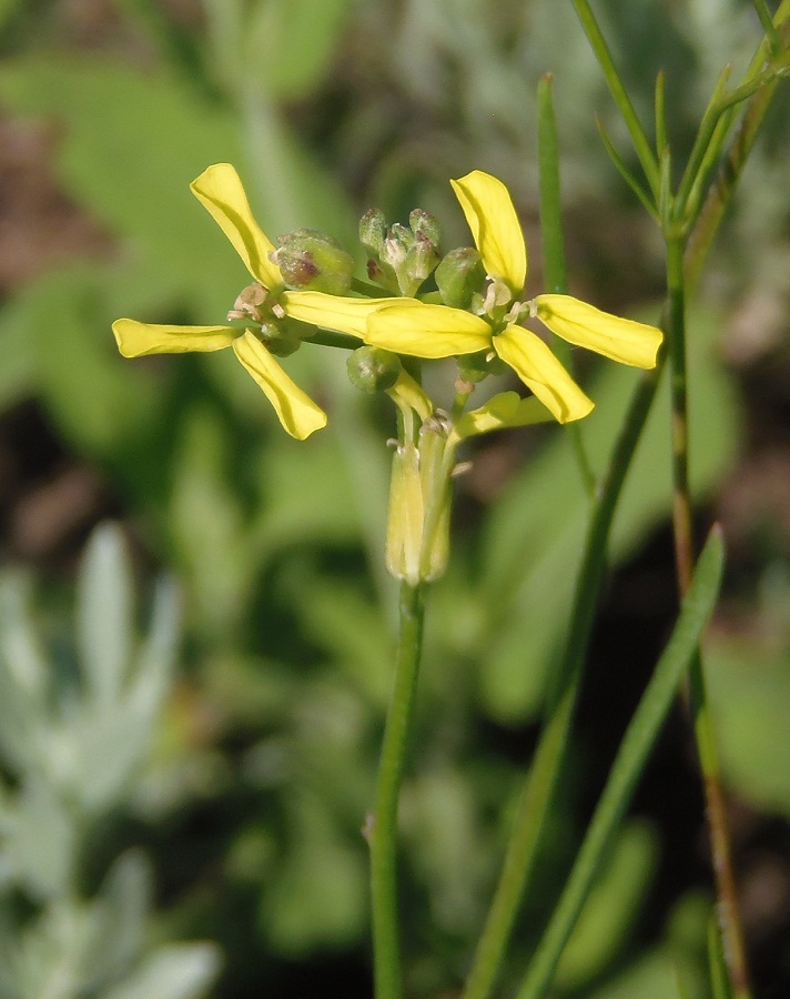 Изображение особи Erysimum canescens.