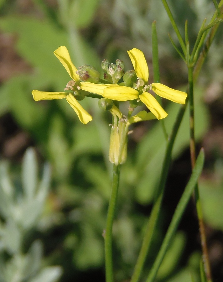 Image of Erysimum canescens specimen.