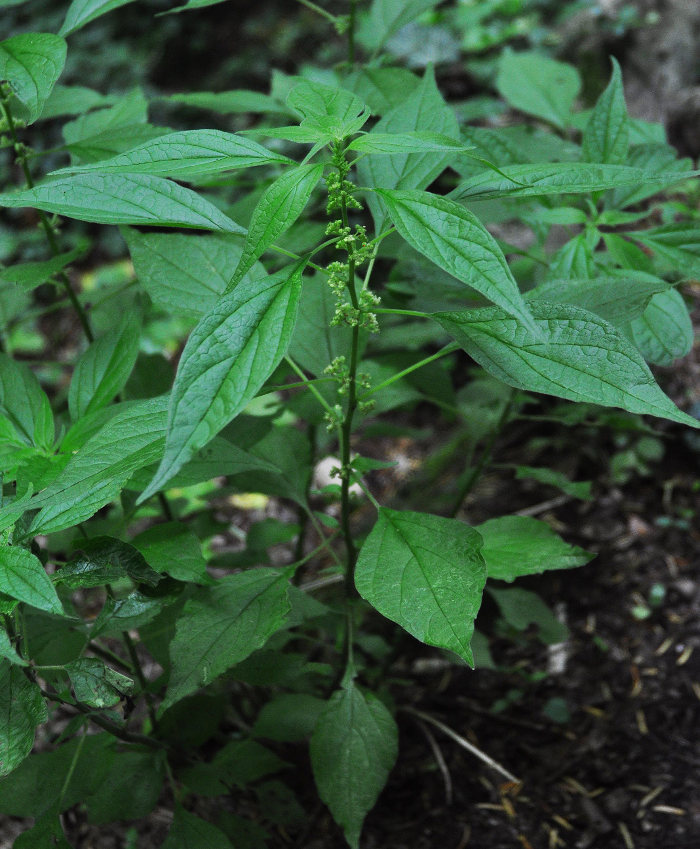 Изображение особи Parietaria officinalis.